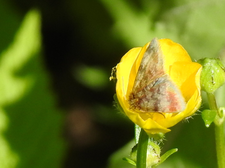 Panemeria tenebrata - apró sárgabagoly