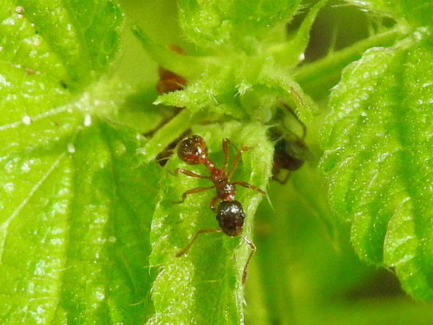 Myrmica