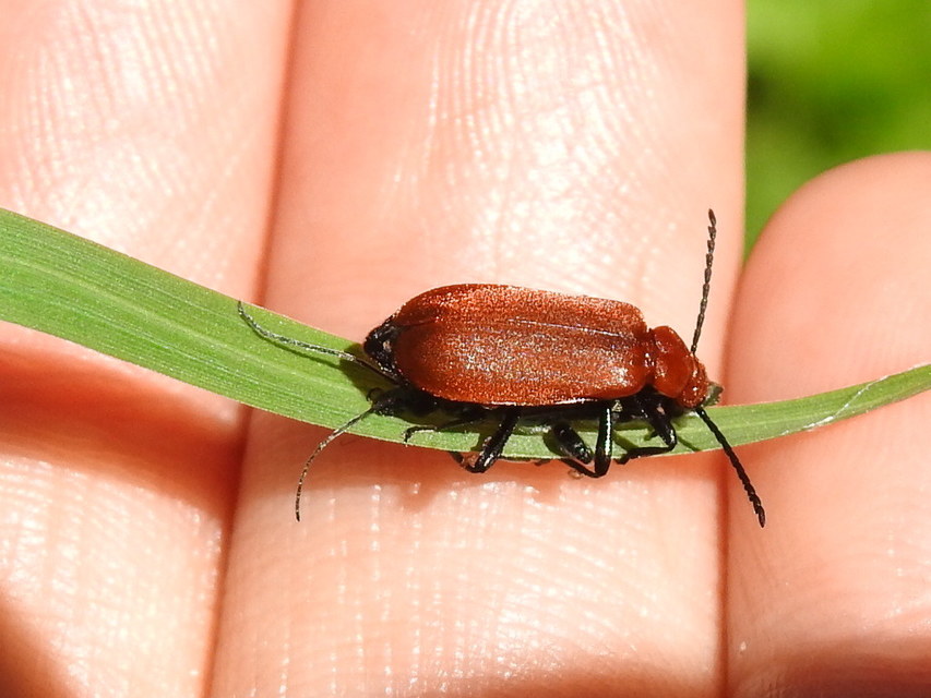 Pyrochroa serraticornis - közép-bíborbogár