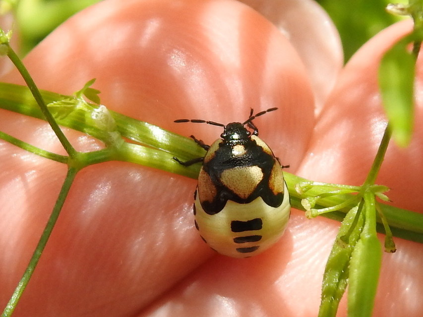 Tritomegas bicolor - foltos földipoloska
