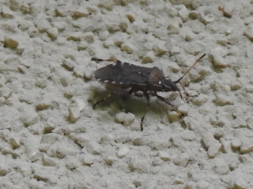 Ceraleptus gracilicornis - tüskéslábú karimáspoloska