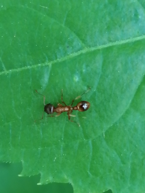 Myrmica rubra - közönséges bütyköshangya