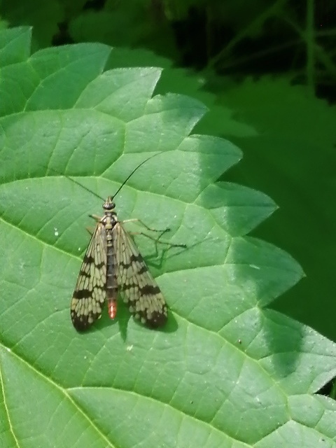 Panorpa communis/vulgaris