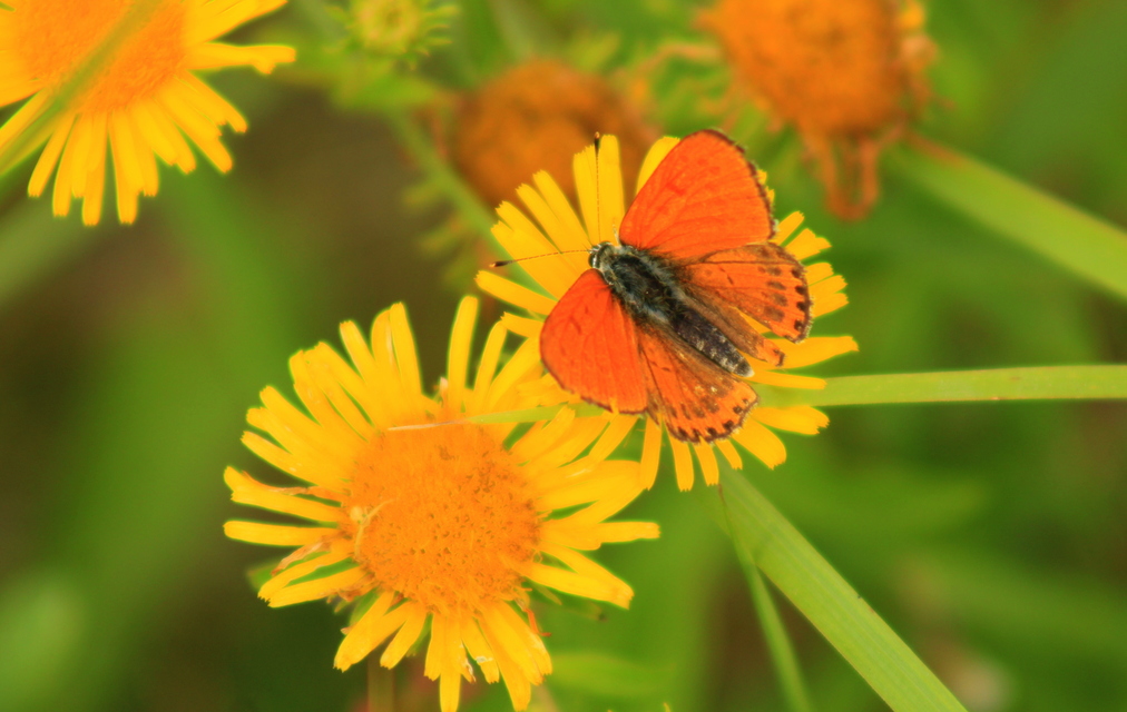 Lycaena thersamon - kis tűzlepke