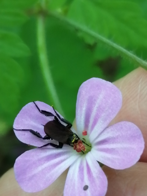 Empis pennipes - tollaslábú táncoslégy