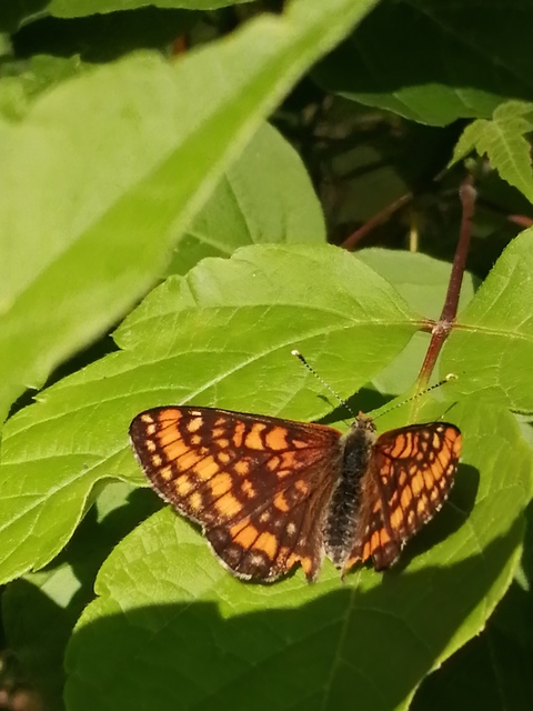 Euphydryas maturna - díszes tarkalepke