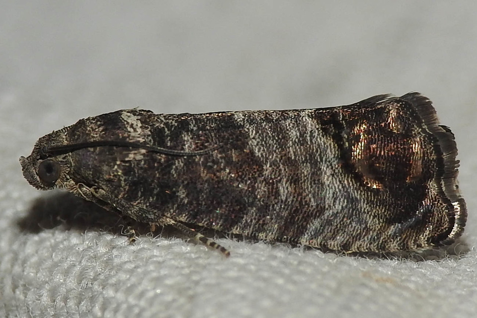Cydia pomonella - almamoly