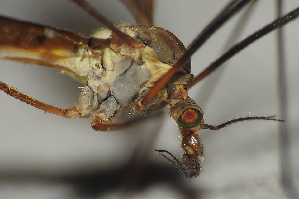 Tipula