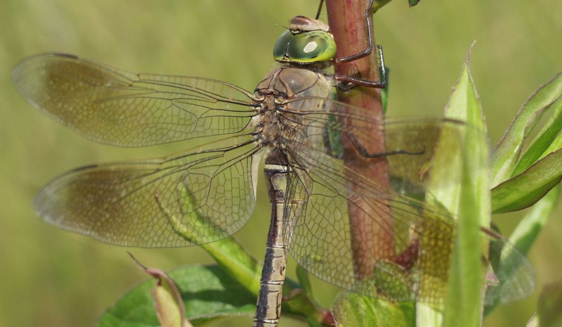 Anax parthenope - barna óriásacsa
