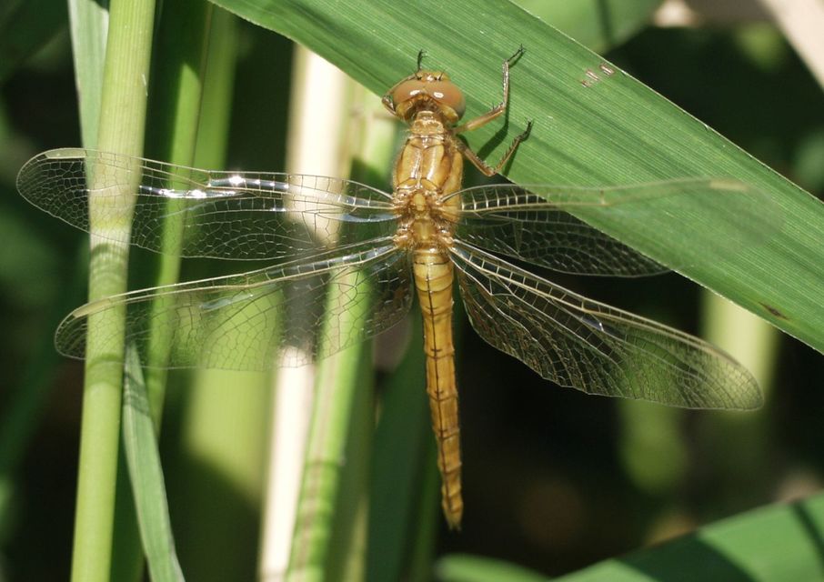 Orthetrum coerulescens - karcsú pásztorszitakötő