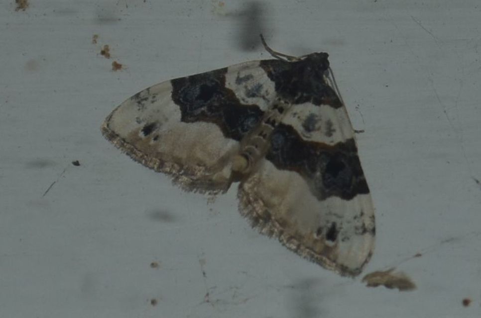 Cosmorhoe ocellata - szemes galajaraszoló
