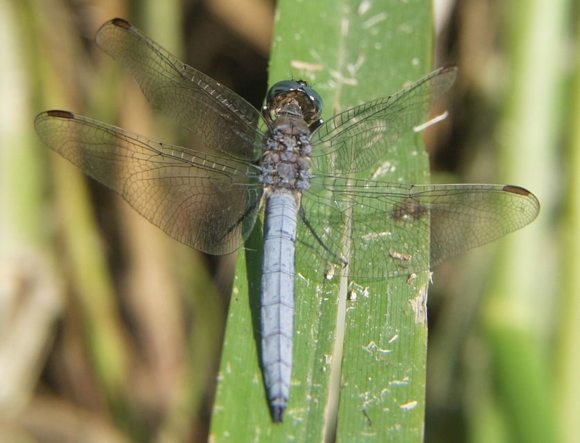 Orthetrum coerulescens - karcsú pásztorszitakötő