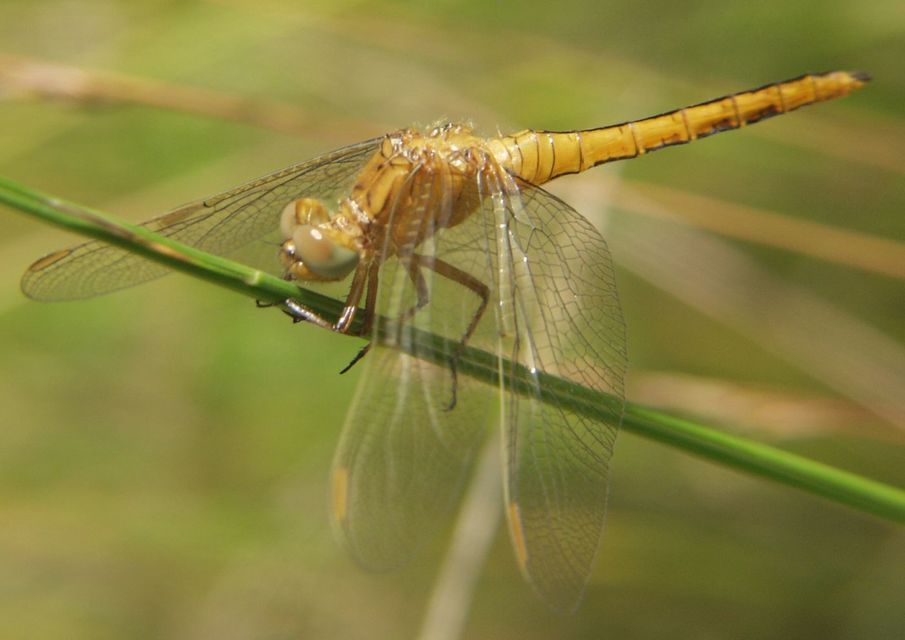 Orthetrum coerulescens - karcsú pásztorszitakötő