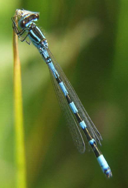 Coenagrion ornatum - díszes légivadász