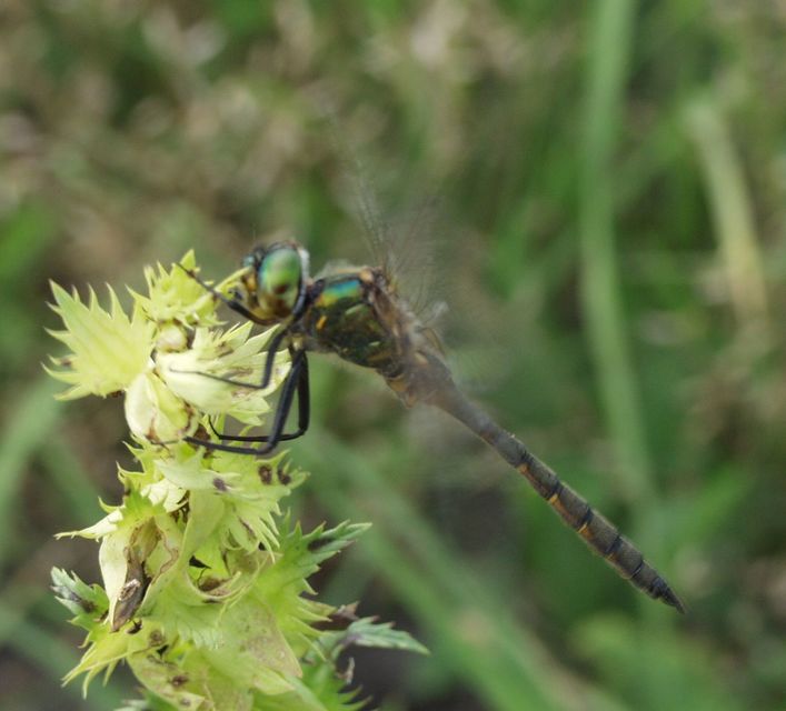 Somatochlora flavomaculata - sárgafoltos smaragdszitakötő