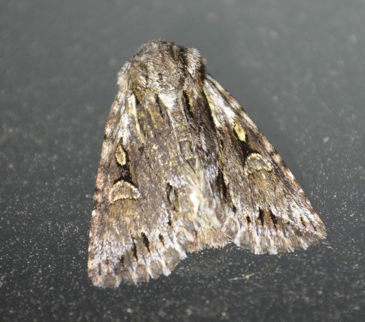 Chloantha hyperici - orbáncfű-sugarasbagoly