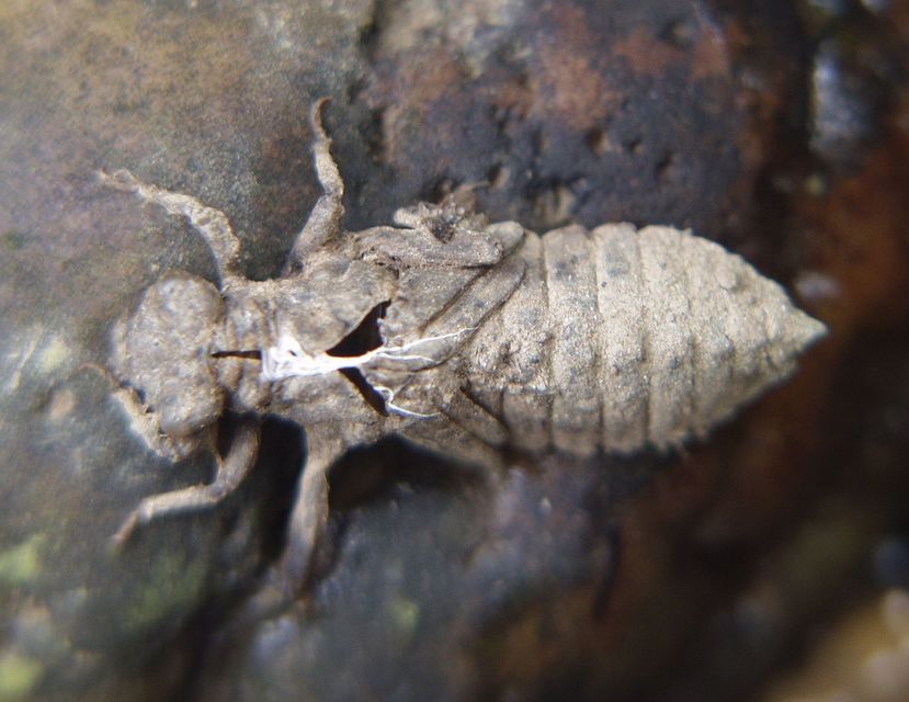 Onychogomphus forcipatus - gyűrűs folyami-szitakötő