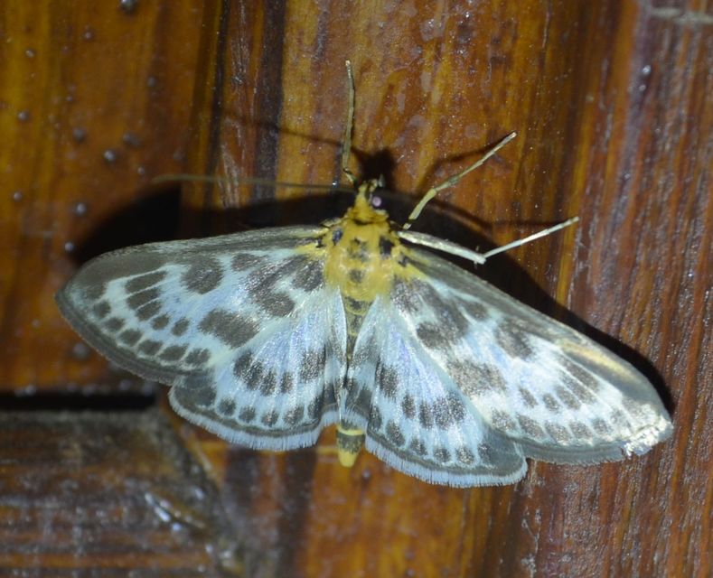 Anania hortulata - tarka csalánmoly