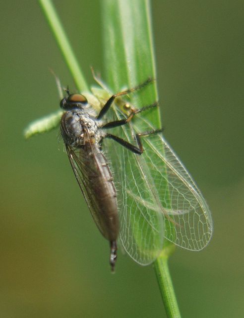 Neoitamus