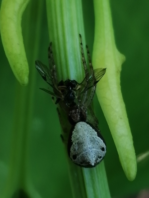 Tmarus piger/stellio