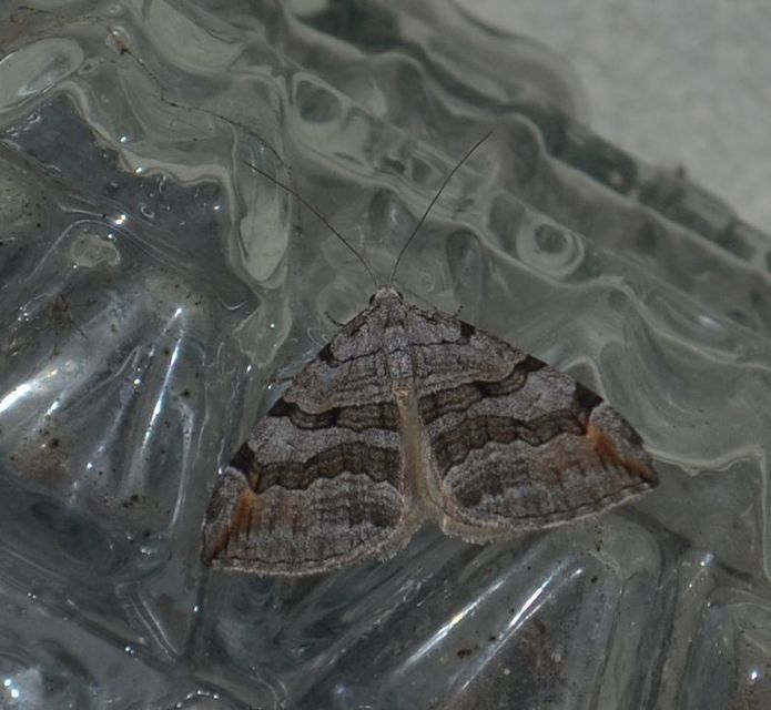 Aplocera efformata/plagiata