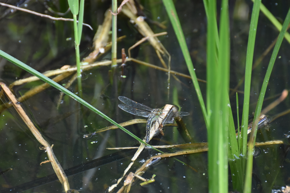 Brachytron pratense - szőrös karcsúacsa