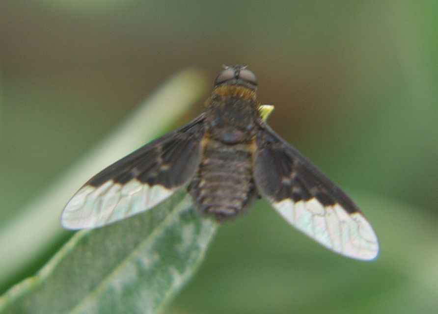 Hemipenthes morio - közönséges gyászlégy