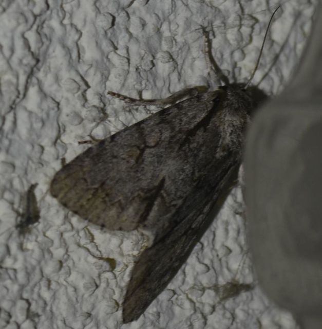 Acronicta cuspis/tridens/psi