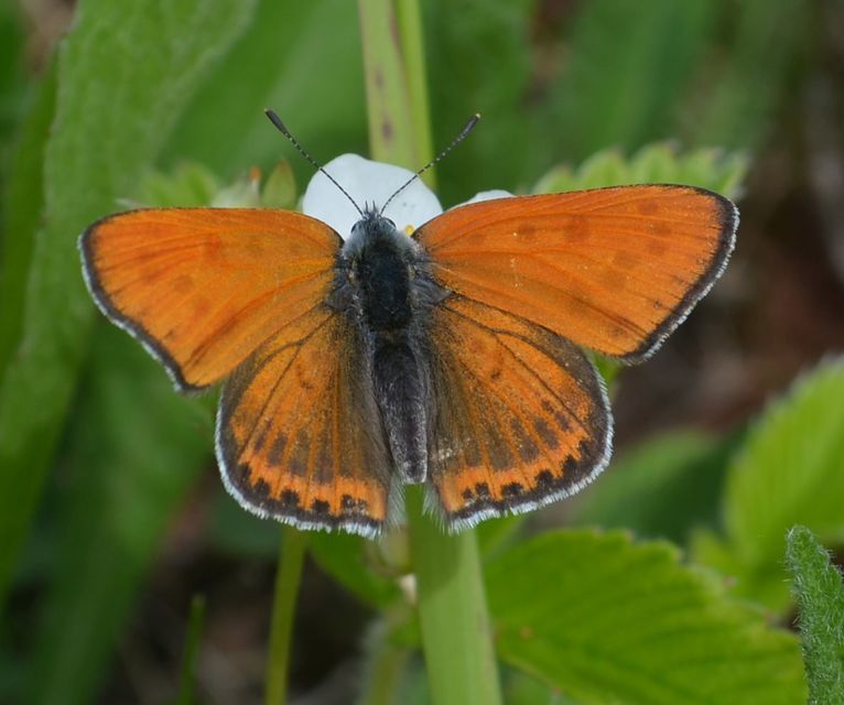 Lycaena thersamon - kis tűzlepke