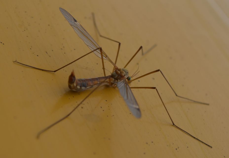 Tipula
