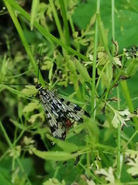 Panorpa communis/vulgaris