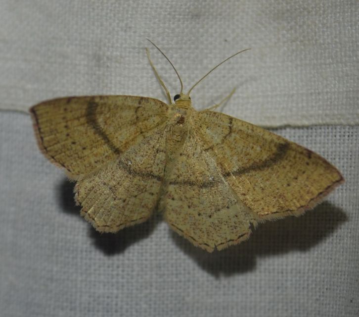 Cyclophora ruficiliaria - vörösrojtú pettyesaraszoló
