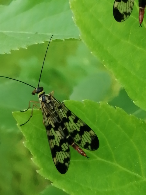 Panorpa communis/vulgaris