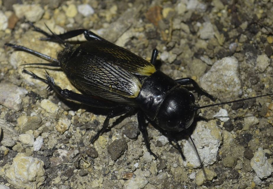 Gryllus campestris - mezei tücsök
