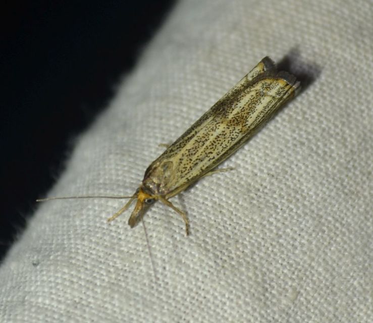 Thisanotia chrysonuchella - tavaszi fűgyökérmoly