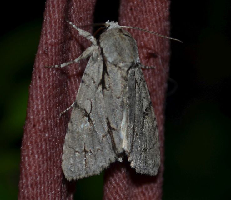 Acronicta cuspis/tridens/psi