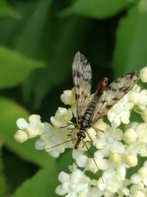 Panorpa communis/vulgaris
