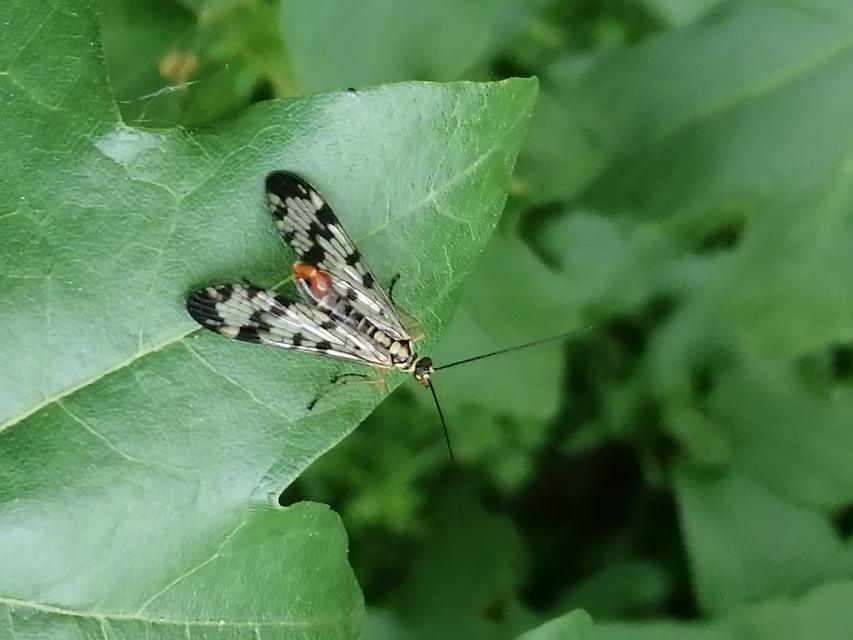 Panorpa communis/vulgaris