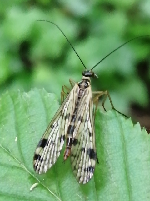 Panorpa alpina