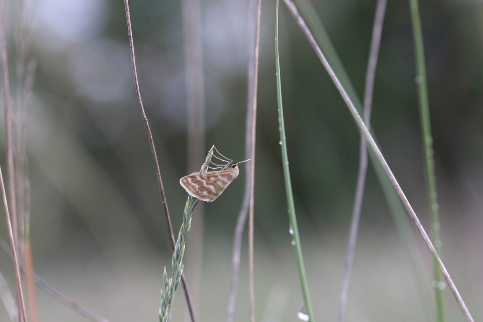 Idaea sericeata - selymes sávosaraszoló