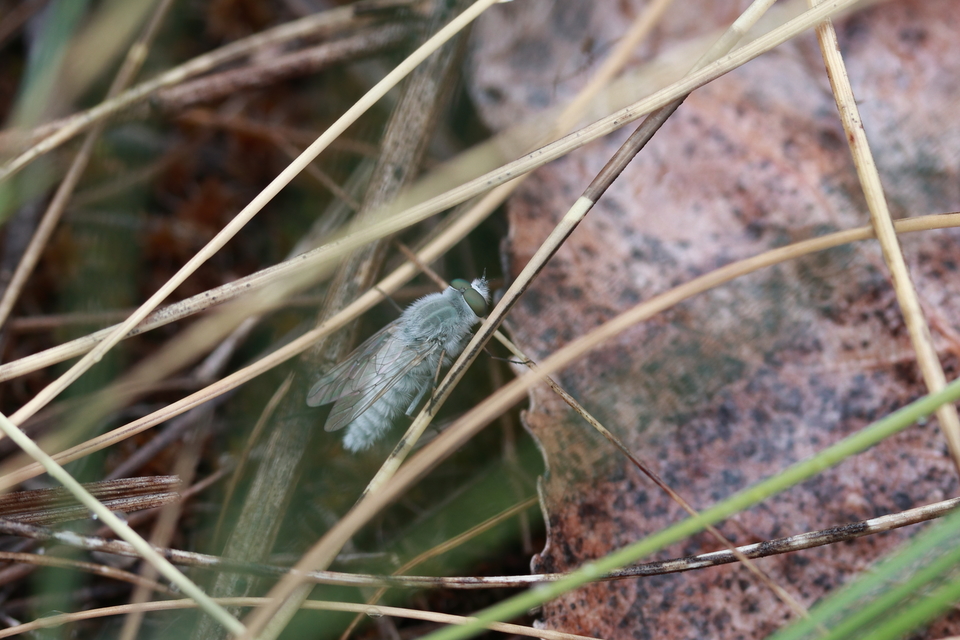 Therevidae - tőröslegyek