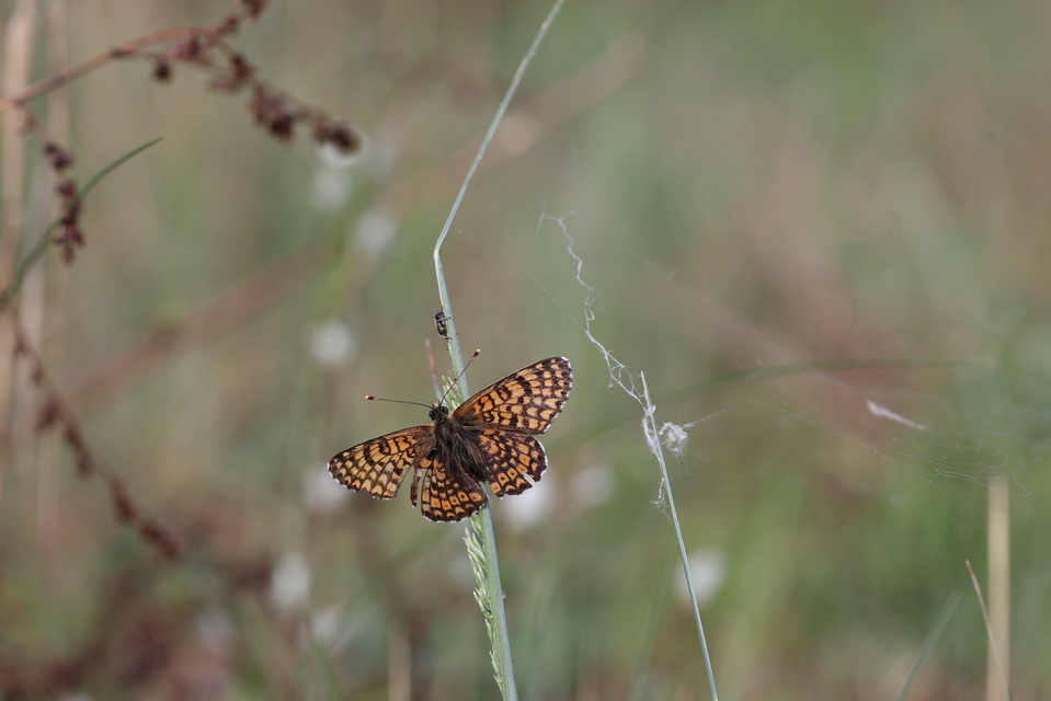 Melitaea cinxia - réti tarkalepke