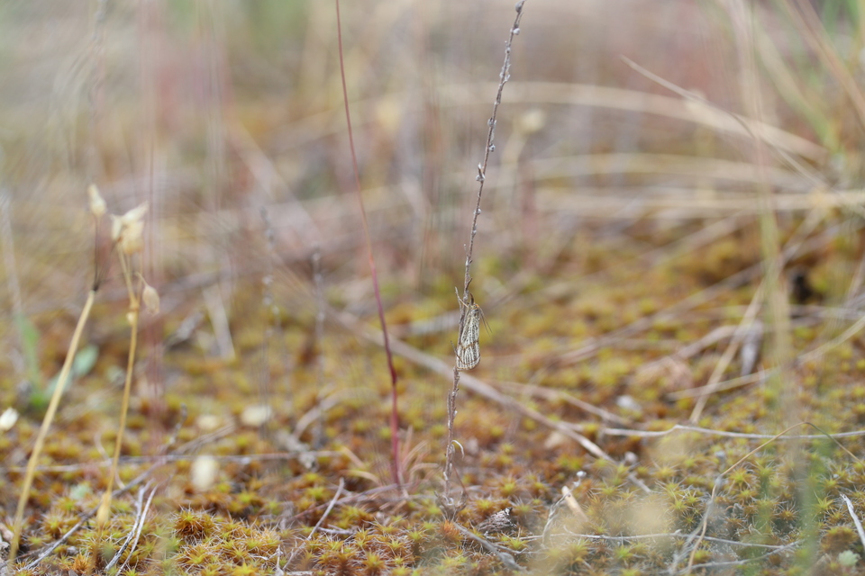 Thisanotia chrysonuchella - tavaszi fűgyökérmoly