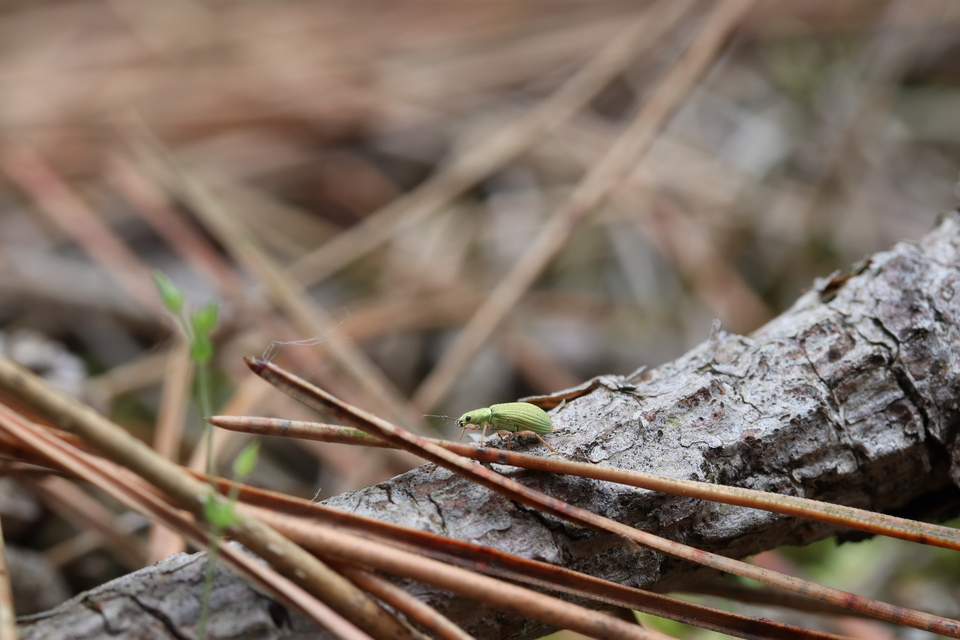 Polydrusus flavipes - feketeszőrű lombormányos