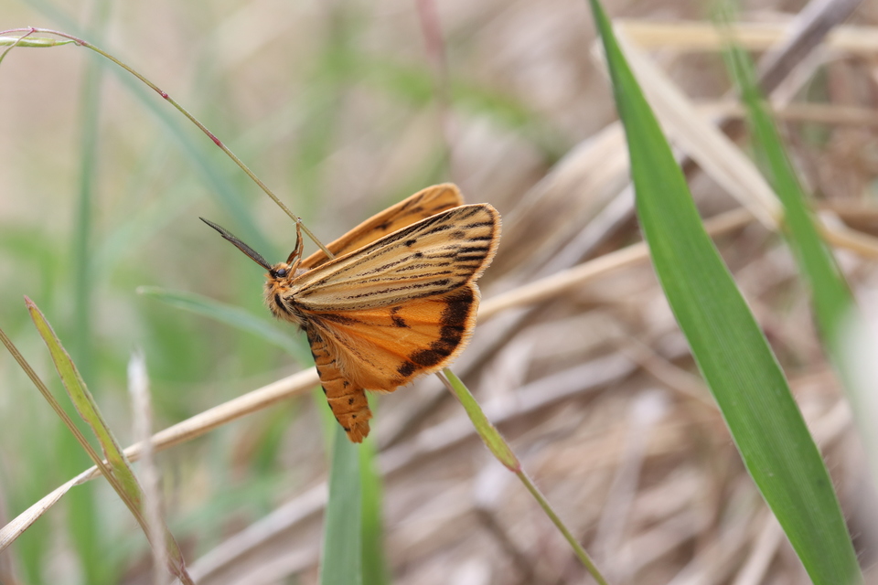 Spiris striata - csíkos molyszövő