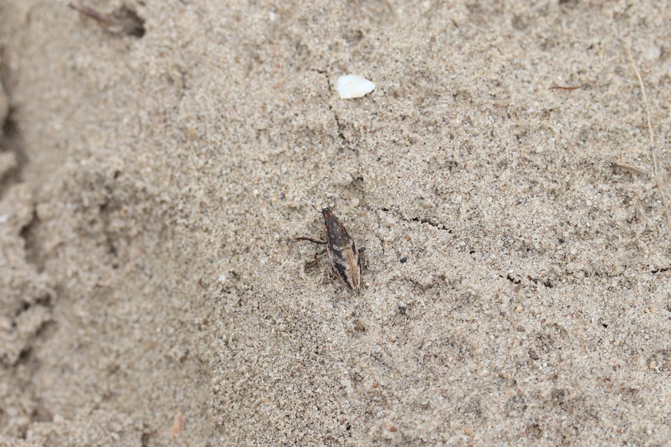 Bothynoderes declivis - libatopbarkó