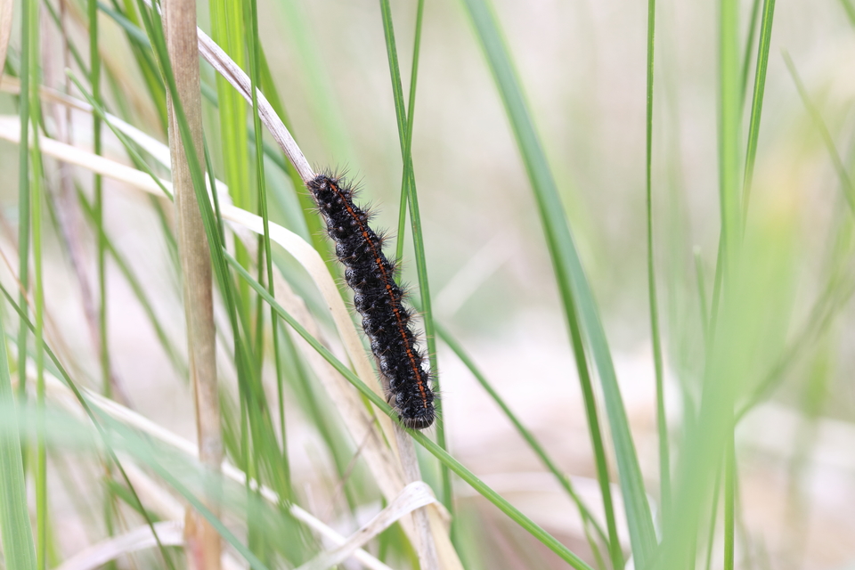Spiris striata - csíkos molyszövő