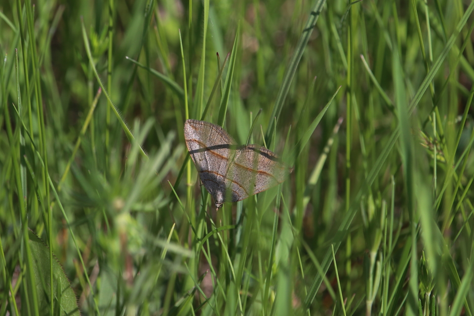 Scotopteryx mucronata/luridata/ignorata