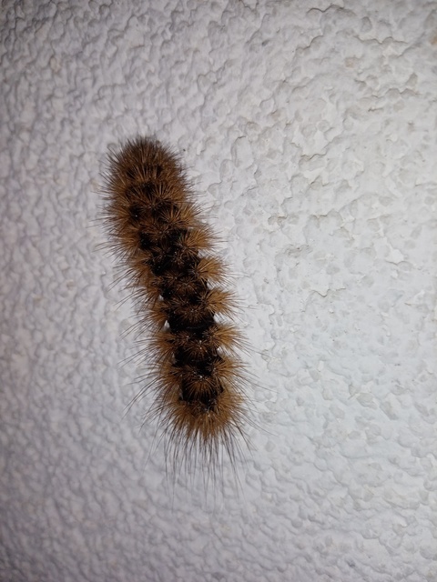 Arctia villica - fekete medvelepke Arctia villica - fekete medvelepke
