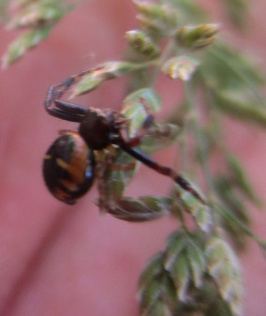 Synema globosum/ornatum